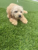 Daisy , a female Poodle - Miniature  for sale in Menifee, CA – 3 of 4