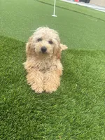 Daisy , a female Poodle - Miniature  for sale in Menifee, CA – 4 of 4