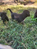 Sam, a male German Shepherd Dog for sale in Newport News, VA – 2 of 3