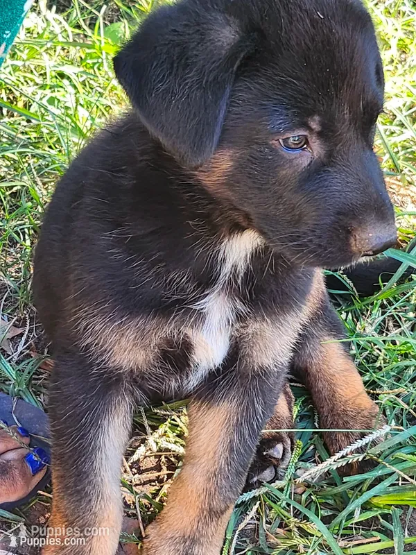 Sam – German Shepherd Dog puppy for sale in Newport News, VA