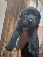 ursula, a female German Shepherd Dog for sale in Newport News, VA – 1 of 2