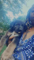 Sam, a male German Shepherd Dog for sale in Newport News, VA – 1 of 3