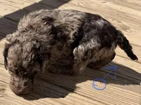 Matrix, a male Poodle - Multi-Colored Standard and Poodle - Standard  for sale in Sierra Vista, AZ – Photo 2 of 2