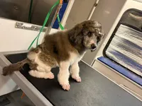 La Belle Epoque, a female Poodle - Multi-Colored Standard and Poodle - Standard  for sale in Sierra Vista, AZ – Photo 2 of 6