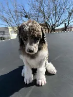 La Belle Epoque, a female Poodle - Multi-Colored Standard and Poodle - Standard  for sale in Sierra Vista, AZ – Photo 4 of 6