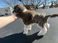 La Belle Epoque, a female Poodle - Multi-Colored Standard and Poodle - Standard  for sale in Sierra Vista, AZ – Photo 5 of 6