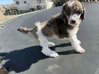 La Belle Epoque, a female Poodle - Multi-Colored Standard and Poodle - Standard  for sale in Sierra Vista, AZ – Photo 6 of 6