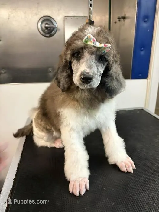 La Belle Epoque, a female Poodle - Multi-Colored Standard and Poodle - Standard  for sale in Sierra Vista, AZ – Photo 1 of 6