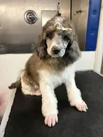 La Belle Epoque, a female Poodle - Multi-Colored Standard and Poodle - Standard  for sale in Sierra Vista, AZ – Photo 1 of 6