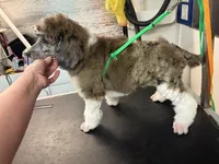 La Belle Epoque, a female Poodle - Multi-Colored Standard and Poodle - Standard  for sale in Sierra Vista, AZ – Photo 3 of 6