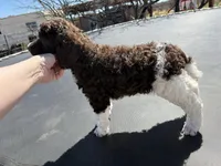 Odessa - AKC female, a female Poodle - Multi-Colored Standard and Poodle - Standard  for sale in Sierra Vista, AZ – Photo 4 of 6