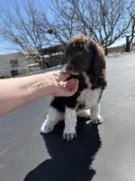 Odessa - AKC female, a female Poodle - Multi-Colored Standard and Poodle - Standard  for sale in Sierra Vista, AZ – Photo 1 of 6