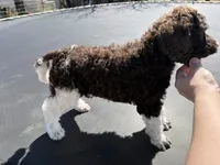 Odessa - AKC female, a female Poodle - Multi-Colored Standard and Poodle - Standard  for sale in Sierra Vista, AZ – Photo 3 of 6