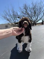 Odessa - AKC female, a female Poodle - Multi-Colored Standard and Poodle - Standard  for sale in Sierra Vista, AZ – Photo 2 of 6