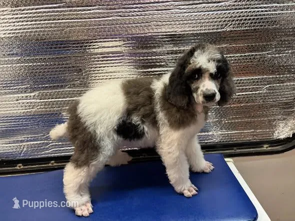Ambassador - AKC male – Poodle - Multi-Colored Standard, Poodle - Standard  puppy for sale in Sierra Vista, AZ