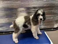 Ambassador - AKC male, a male Poodle - Standard  for sale in Sierra Vista, AZ – Photo 2 of 6