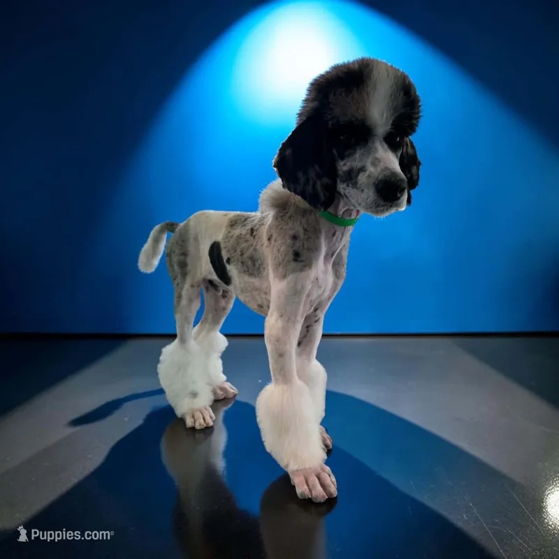Ambassador - AKC male – Poodle - Multi-Colored Standard, Poodle - Standard  puppy for sale in Sierra Vista, AZ