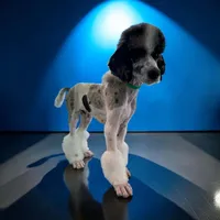 Ambassador - AKC male, a male Poodle - Multi-Colored Standard and Poodle - Standard  for sale in Sierra Vista, AZ – Photo 1 of 3