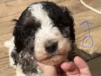 Ambassador, a male Poodle - Multi-Colored Standard and Poodle - Standard  for sale in Sierra Vista, AZ – Photo 1 of 3