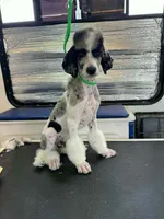 Ambassador - AKC male, a male Poodle - Multi-Colored Standard and Poodle - Standard  for sale in Sierra Vista, AZ – Photo 3 of 3