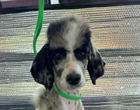 Ambassador - AKC male, a male Poodle - Multi-Colored Standard and Poodle - Standard  for sale in Sierra Vista, AZ – Photo 2 of 3