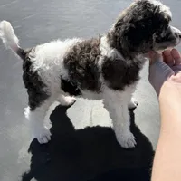 Ambassador - AKC male, a male Poodle - Standard  for sale in Sierra Vista, AZ – Photo 5 of 6