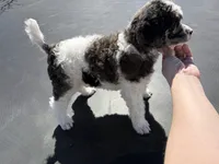 Ambassador - AKC male, a male Poodle - Multi-Colored Standard and Poodle - Standard  for sale in Sierra Vista, AZ – Photo 2 of 6