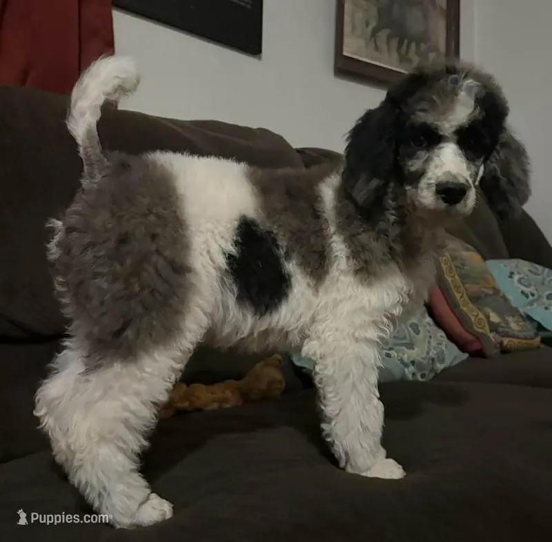 Ambassador - AKC male – Poodle - Standard  puppy for sale in Sierra Vista, AZ