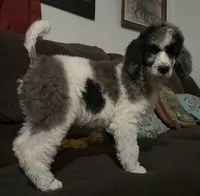 Ambassador - AKC male, a male Poodle - Standard  for sale in Sierra Vista, AZ – Photo 1 of 6