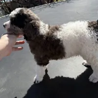Ambassador - AKC male, a male Poodle - Standard  for sale in Sierra Vista, AZ – Photo 6 of 6