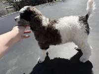 Ambassador - AKC male, a male Poodle - Multi-Colored Standard and Poodle - Standard  for sale in Sierra Vista, AZ – Photo 3 of 6