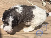 Ambassador, a male Poodle - Multi-Colored Standard and Poodle - Standard  for sale in Sierra Vista, AZ – Photo 2 of 3