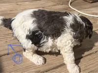 Ambassador, a male Poodle - Multi-Colored Standard and Poodle - Standard  for sale in Sierra Vista, AZ – Photo 3 of 3