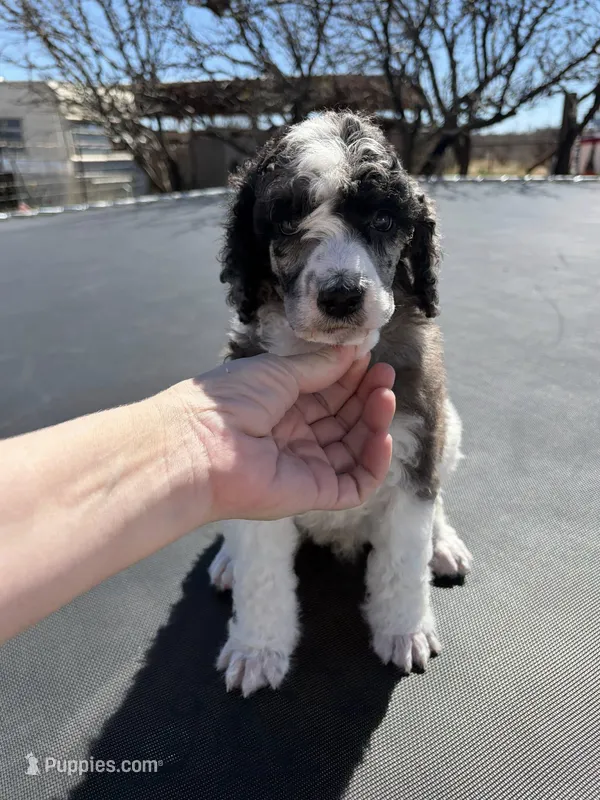 Ambassador - AKC male