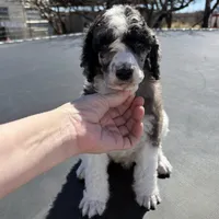 Ambassador - AKC male, a male Poodle - Standard  for sale in Sierra Vista, AZ – Photo 4 of 6