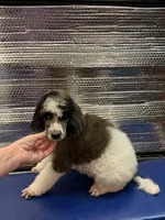 Ambassador - AKC male, a male Poodle - Standard  for sale in Sierra Vista, AZ – Photo 3 of 6