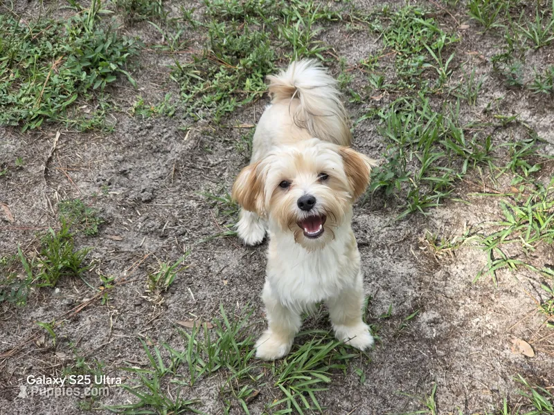 Lola – Morkie puppy for sale in Lehigh Acres, FL