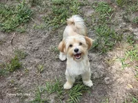 Lola, a female Morkie for sale in Lehigh Acres, FL – 2 of 2