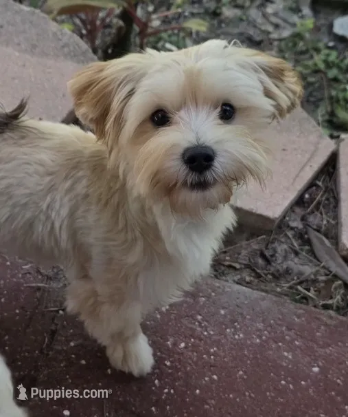 Lola – Morkie puppy for sale in Lehigh Acres, FL
