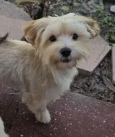 Lola, a female Morkie for sale in Lehigh Acres, FL – 1 of 2