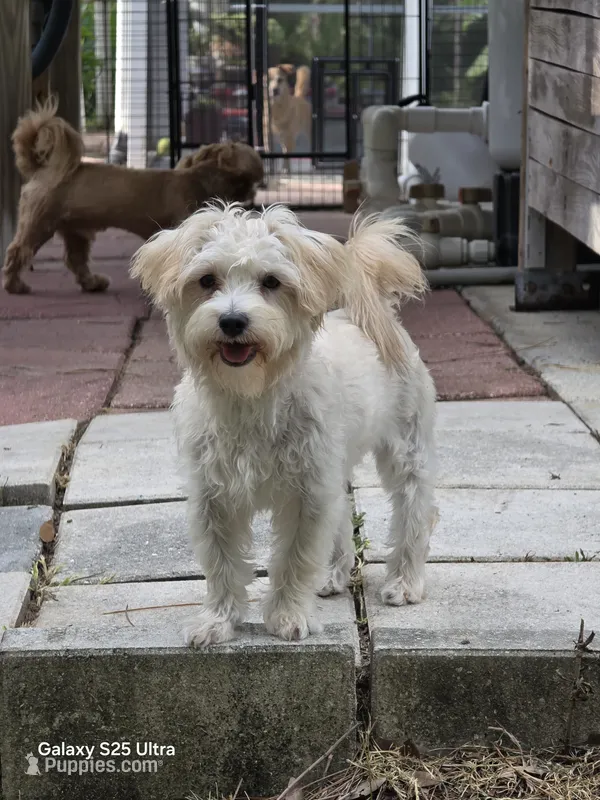 Sylvia – Morkie puppy for sale in Lehigh Acres, FL