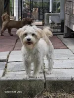 Sylvia, a female Morkie for sale in Lehigh Acres, FL – 1 of 3