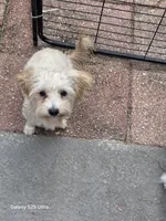 Sylvia, a female Morkie for sale in Lehigh Acres, FL – 2 of 3