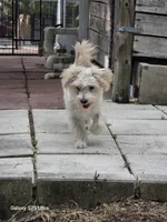 Sylvia, a female Morkie for sale in Lehigh Acres, FL – 3 of 3