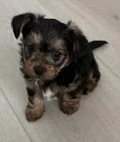 Oreo, a male Yorkipoo for sale in Port Saint Lucie, FL – Photo 1 of 4