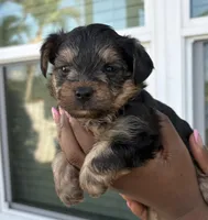 Oreo, a male Yorkipoo for sale in Port Saint Lucie, FL – Photo 2 of 4