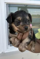 Oreo, a male Yorkipoo for sale in Port Saint Lucie, FL – Photo 3 of 4