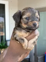 Chocolate , a male Yorkipoo for sale in Port Saint Lucie, FL – Photo 2 of 3