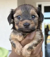 Chocolate , a male Yorkipoo for sale in Port Saint Lucie, FL – Photo 3 of 3