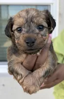 Chip, a male Yorkipoo for sale in Port Saint Lucie, FL – Photo 3 of 3